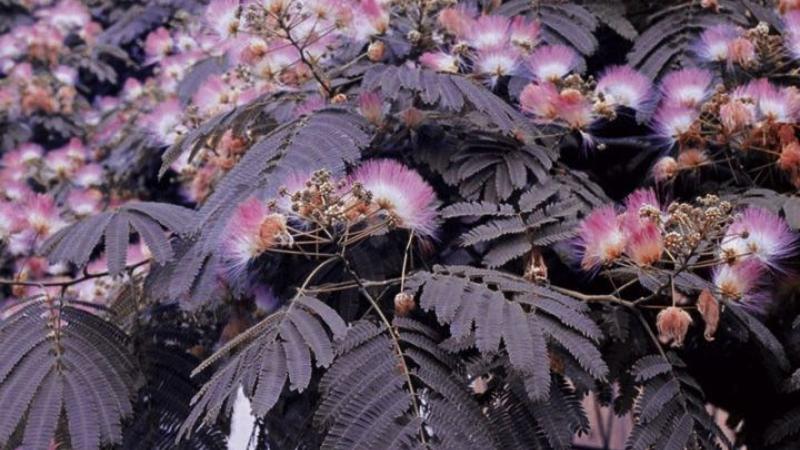 Plante : ALJUSUCH