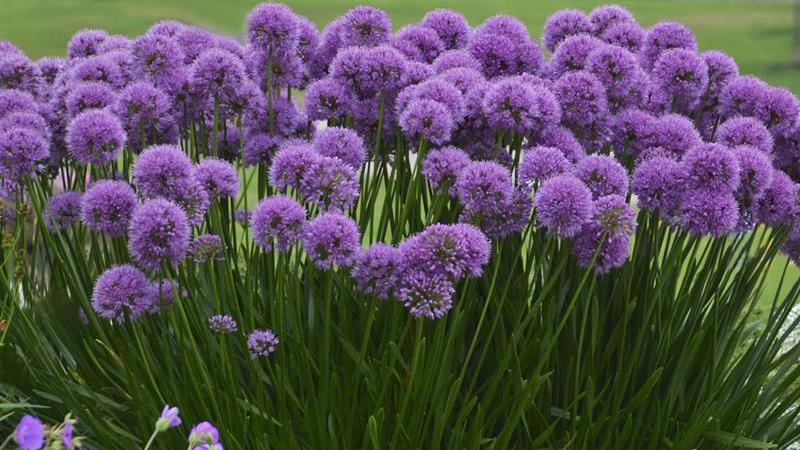 Plante : ALMI
