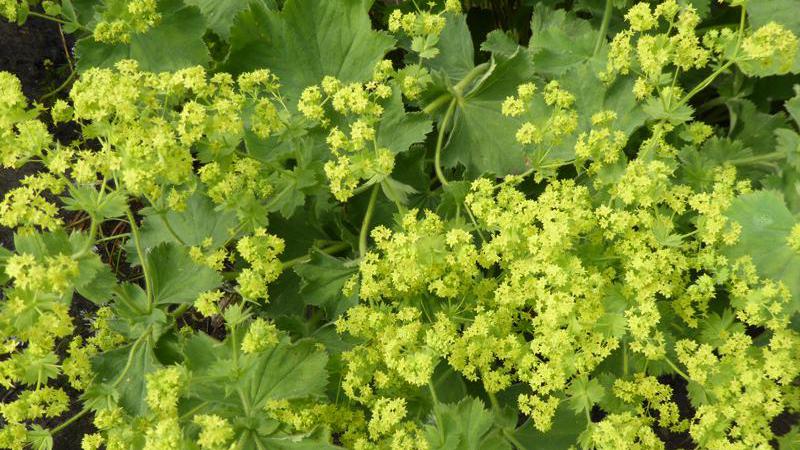 Plante : ALMO