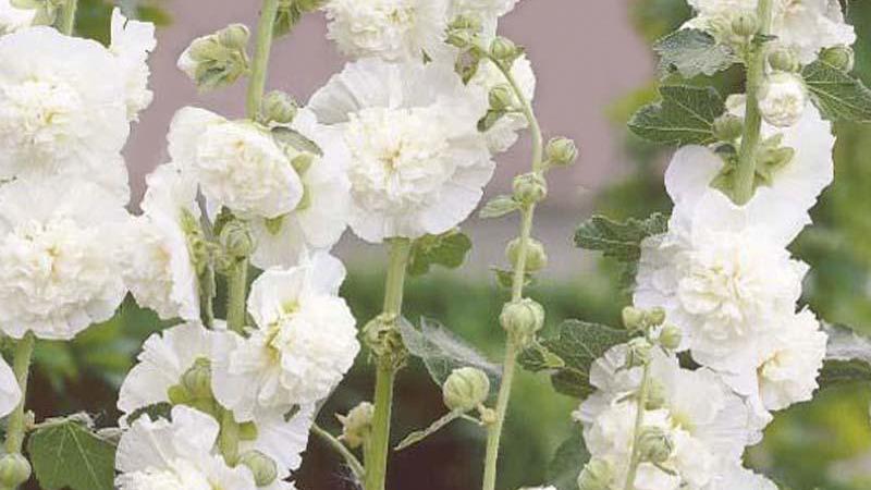 Plante : ALRO