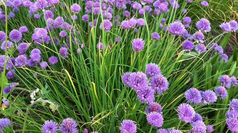 Plante : ALSC
