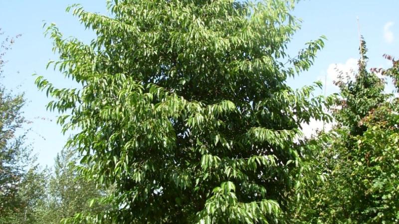 Plante : ALSP