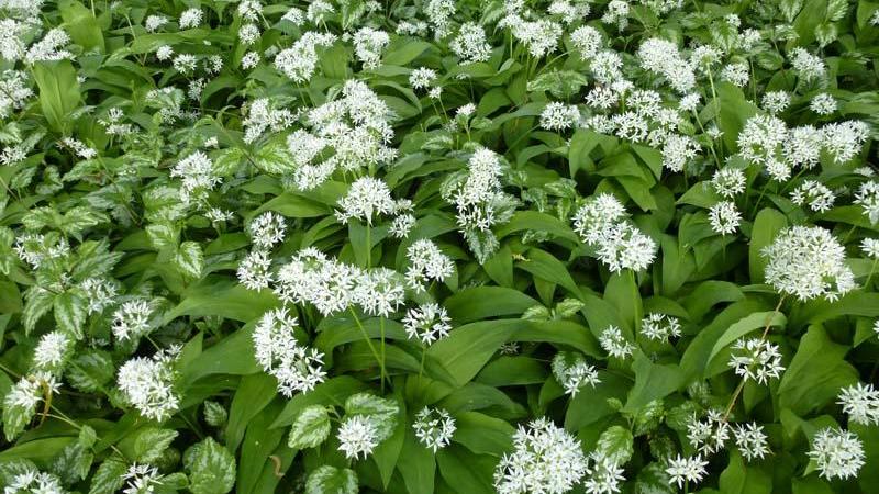 Plante : ALUR