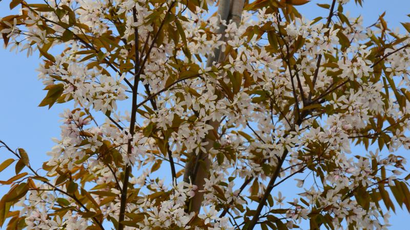 Plante : AMARROHI