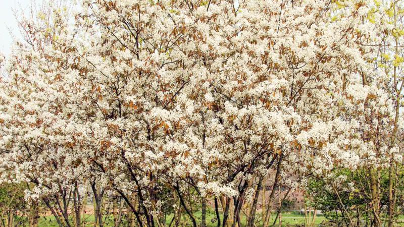 Plante : AMLA