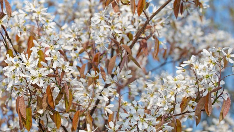 Plante : AMLABA