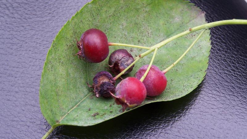 Plante : AMLAPF