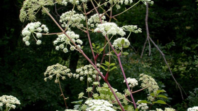 Plante : ANGE