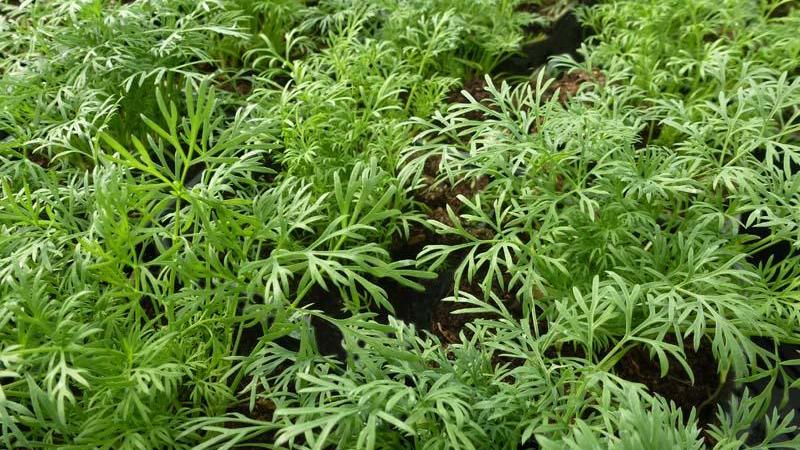 Plante : ANGR