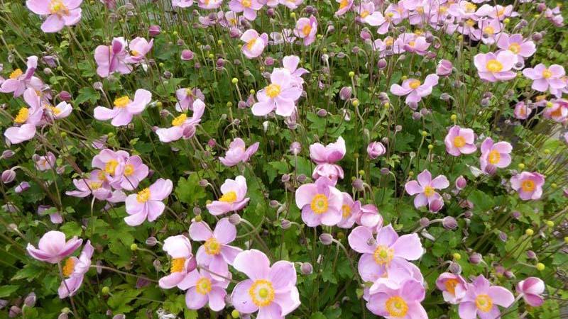 Plante : ANHULIPR