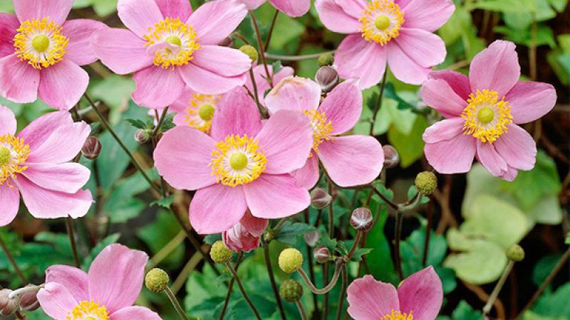 Plante : ANHUSECH