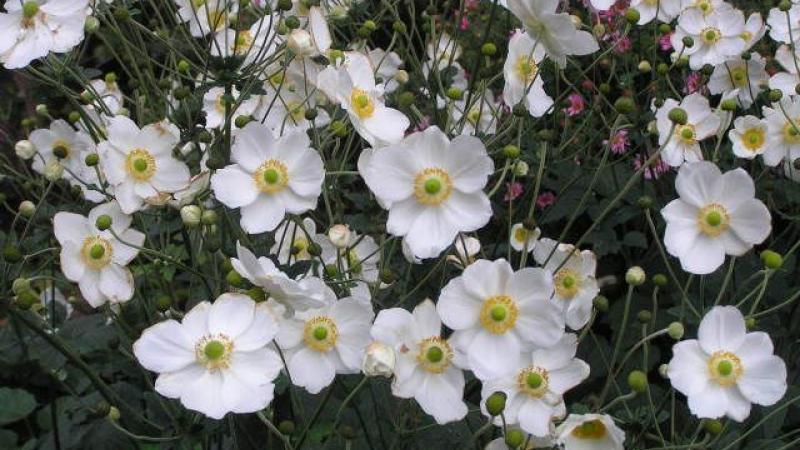 Plante : ANHYHOJO