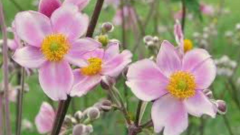 Plante : ANHYRECH