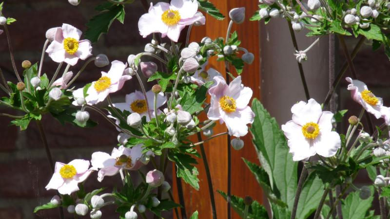Plante : ANHYRIAH