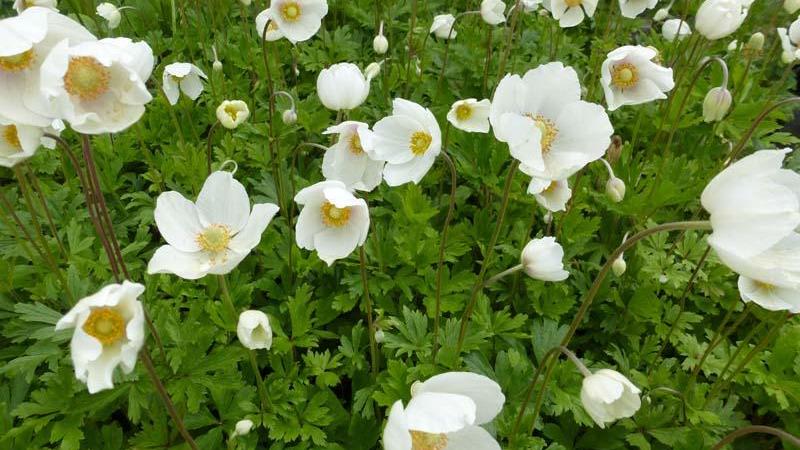 Plante : ANSY