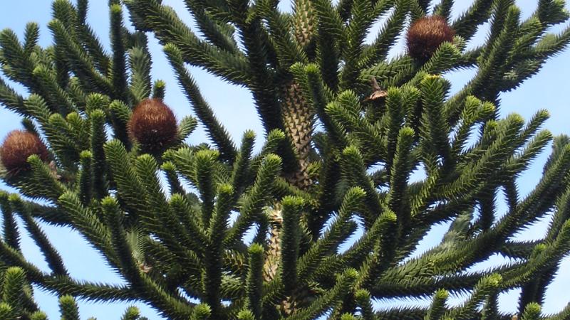 Plante : ARAR