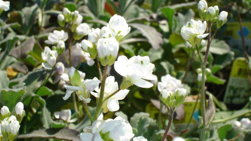 Plante : ARCA