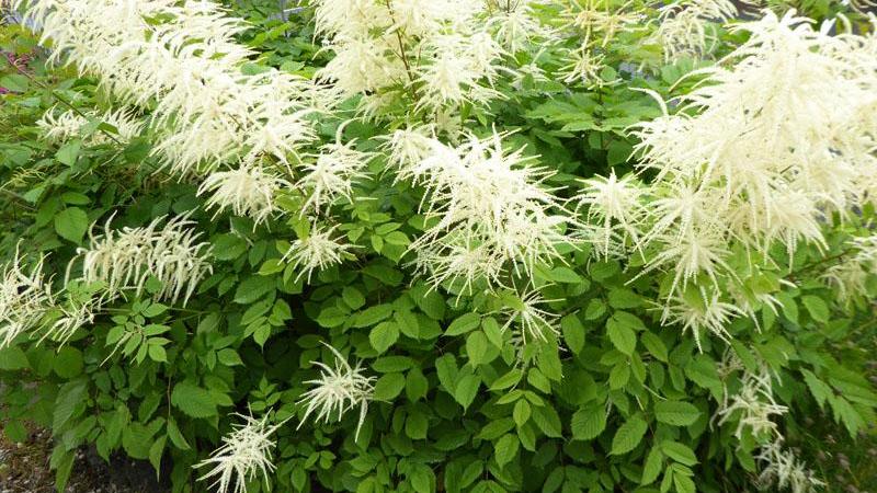 Plante : ARDI