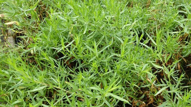 Plante : ARDR