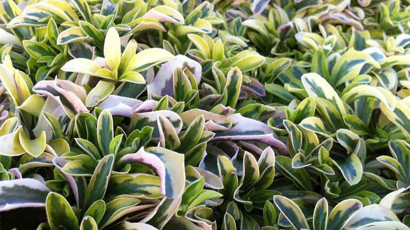 Plante : ARFEOG