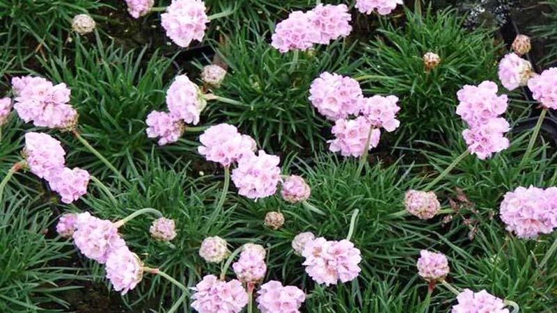 Plante : ARMAROCO