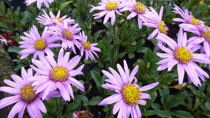 Plante : ASAM