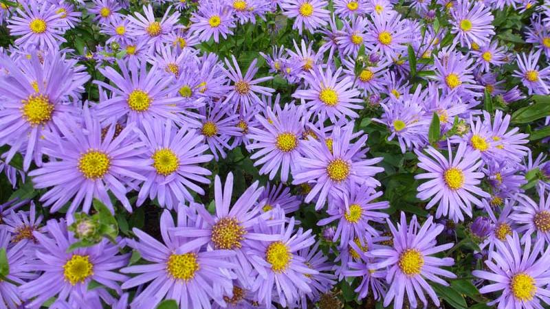 Plante : ASAMSO