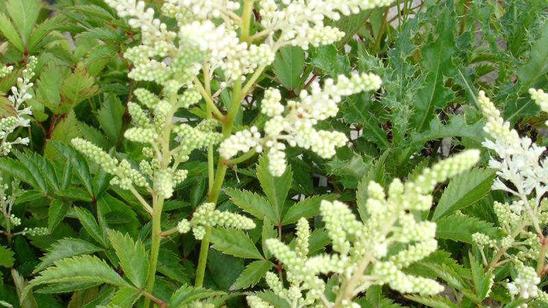 Plante : ASDE