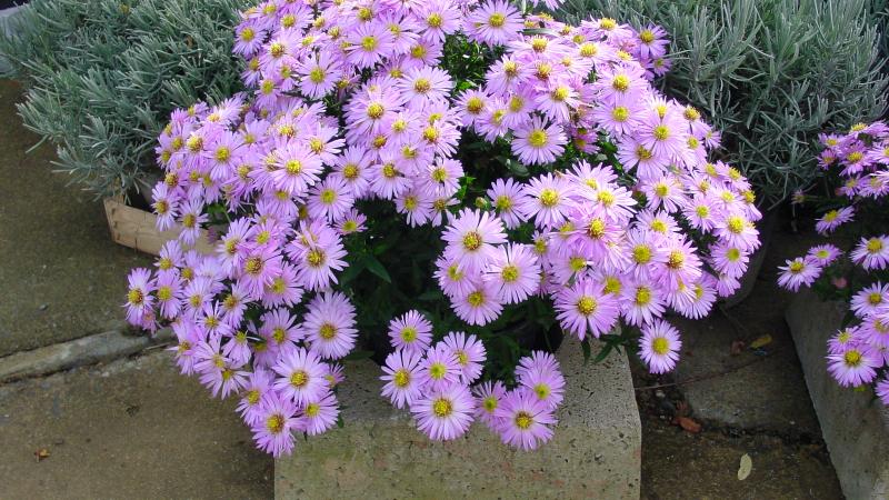 Plante : ASDU