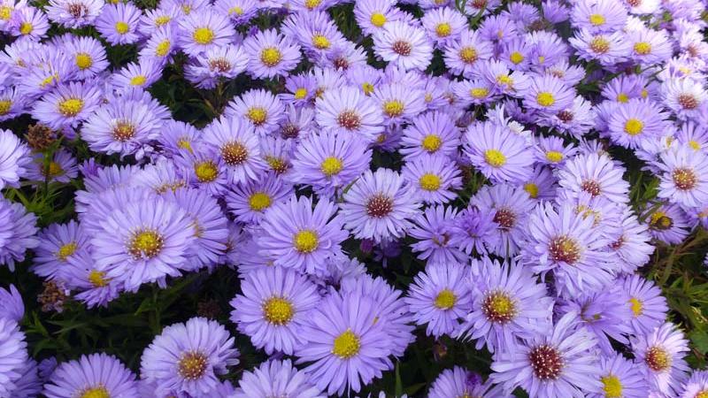 Plante : ASDULABL