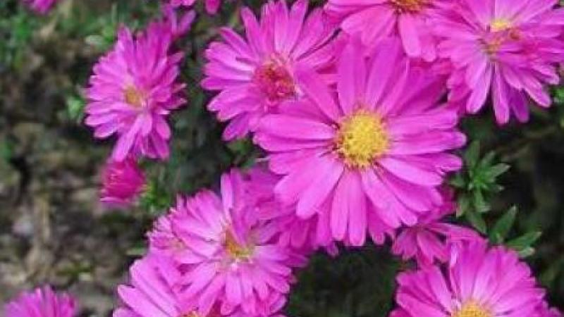 Plante : ASDUSTLI