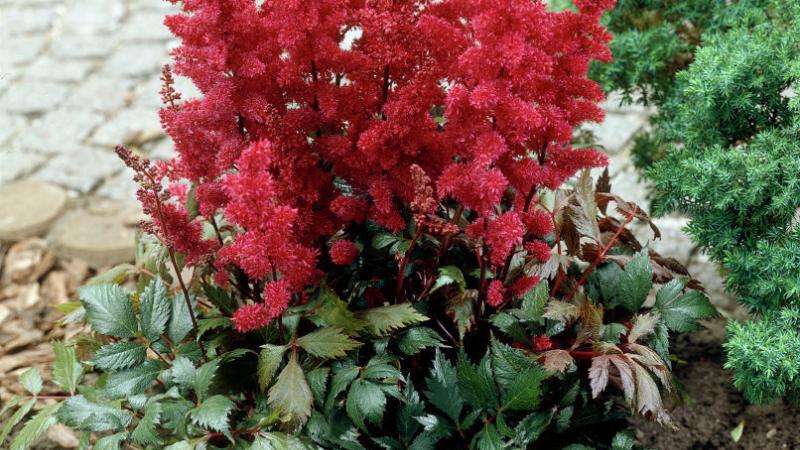 Plante : ASFA