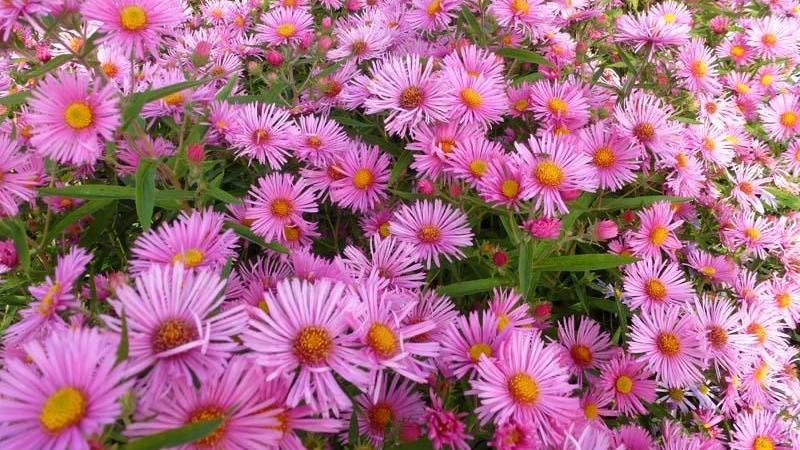 Plante : ASNOAN