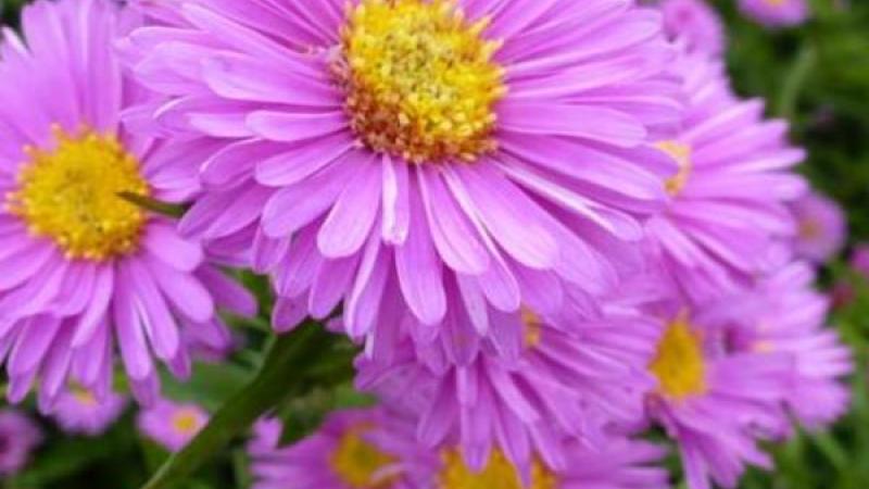 Plante : ASNOBE