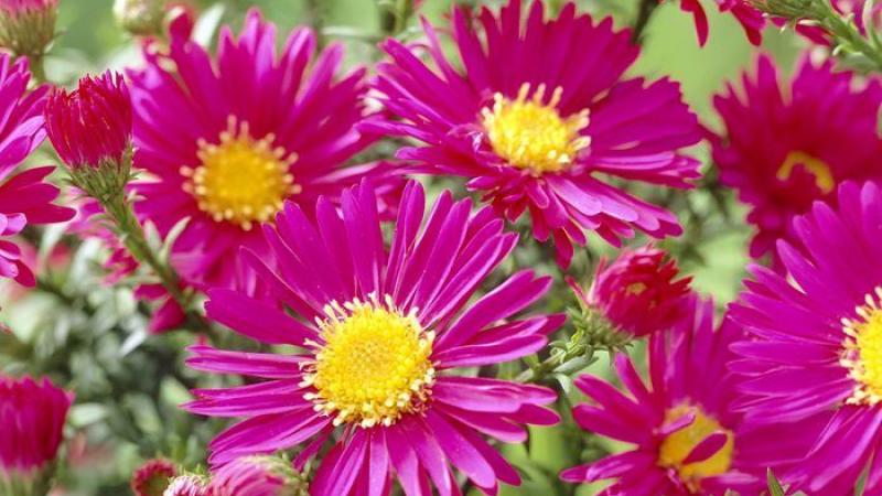 Plante : ASNOCRBR
