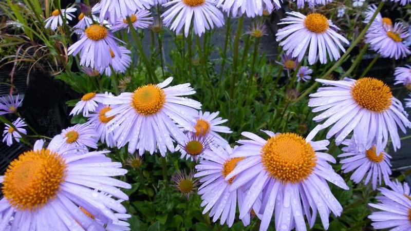 Plante : ASTOBE