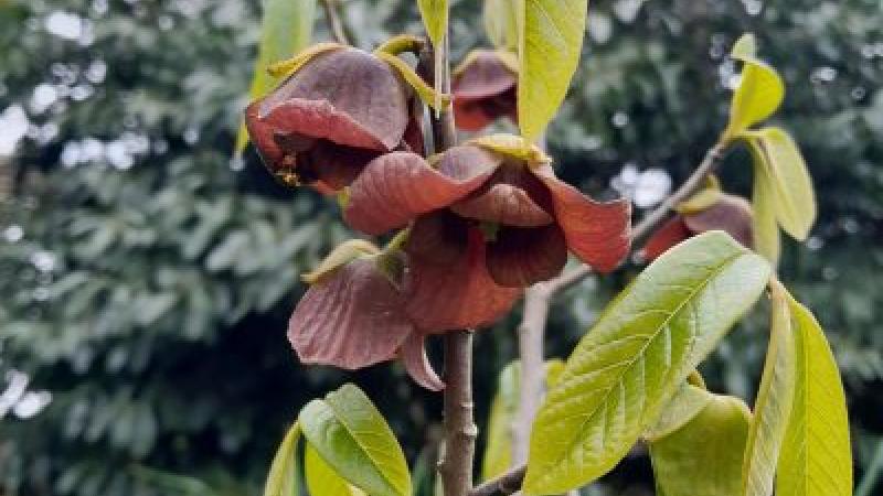Plante : ASTRSUDE