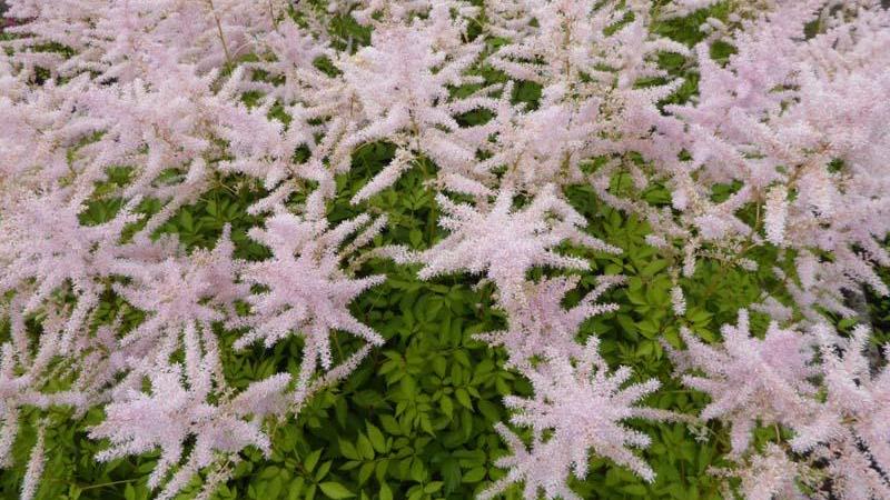 Plante : ASWA