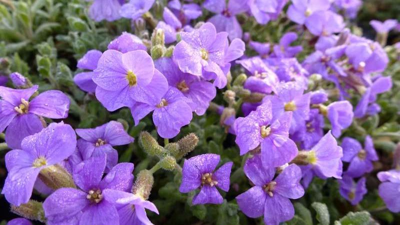 Plante : AUCABL
