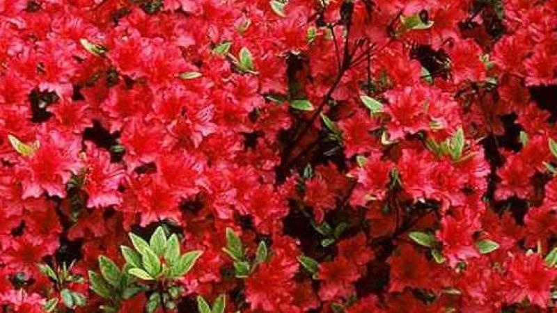 Plante : AZJARO
