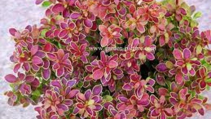Plante : BEAD