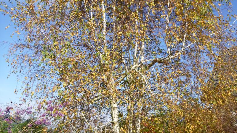 Plante : BEALVE