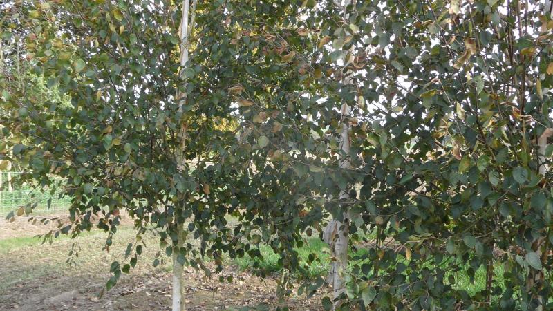 Plante : BEUTDO