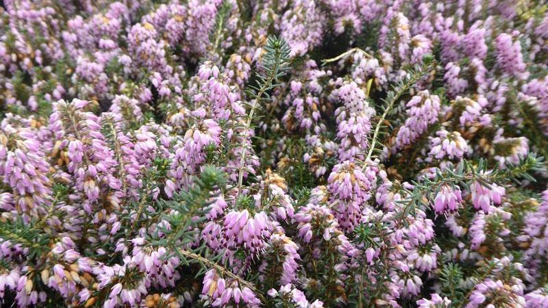 Plante : BRERCA