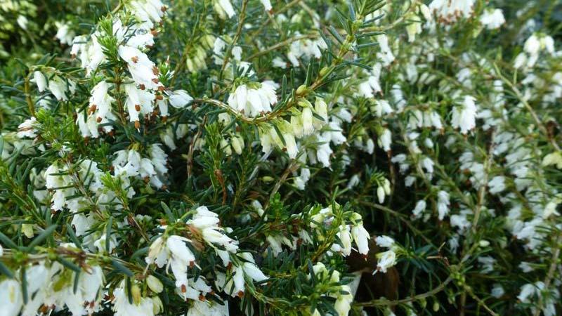 Plante : BRERCAWH