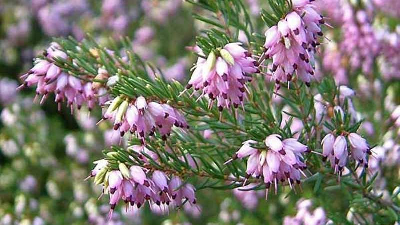 Plante : BRERDAGHHI
