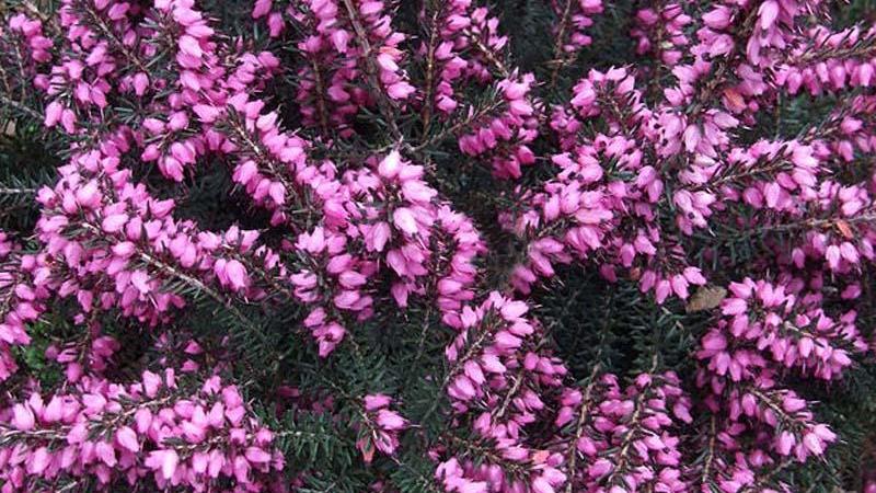 Plante : BRERDAKRRO