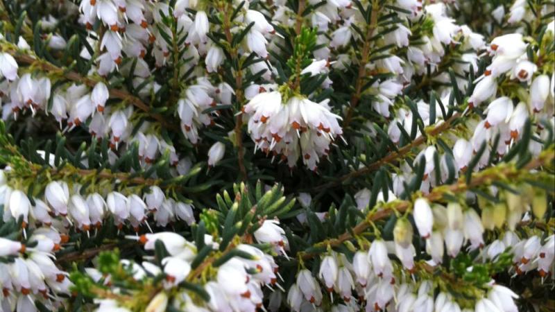 Plante : BRERDASI