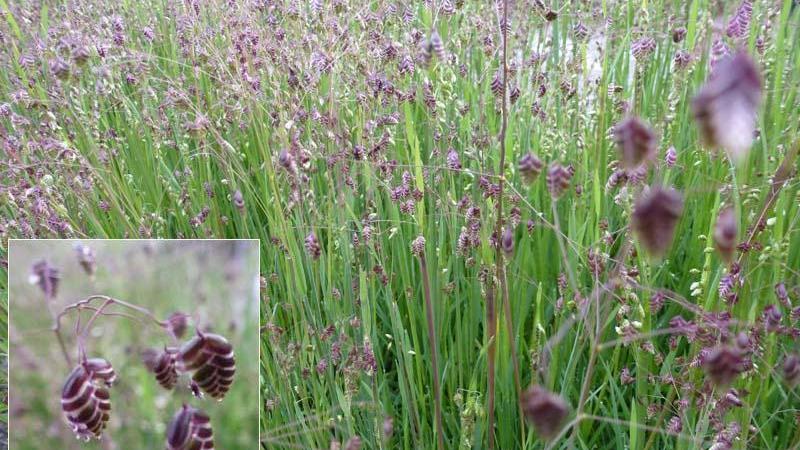 Plante : BRME
