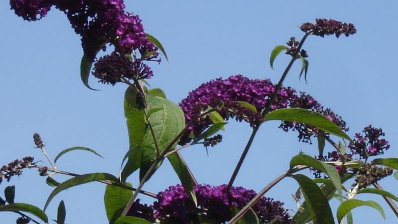 Plante : BUDAEMBL